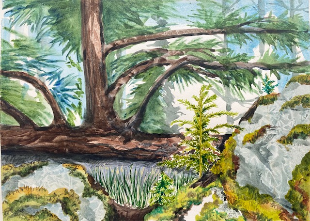 A watercolour painting depicting trees and coastal scenes from Vancouver Island