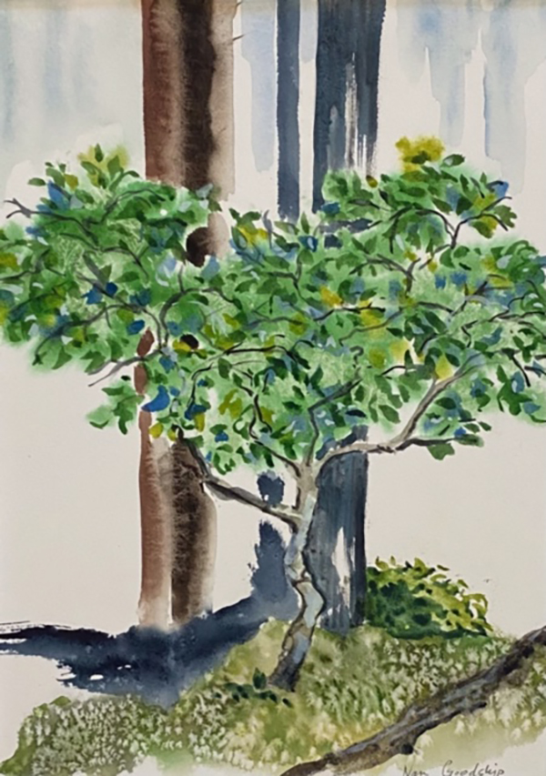 A watercolour painting depicting trees and coastal scenes from Vancouver Island